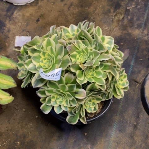 绿豆沙多肉植物3584