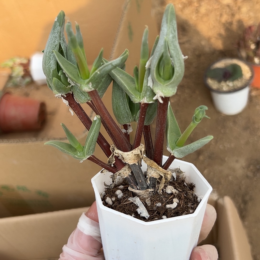 多肉植物怪鸟老庄