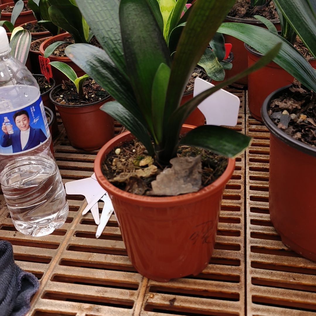 完全开放君子兰默认寄养可爱的人