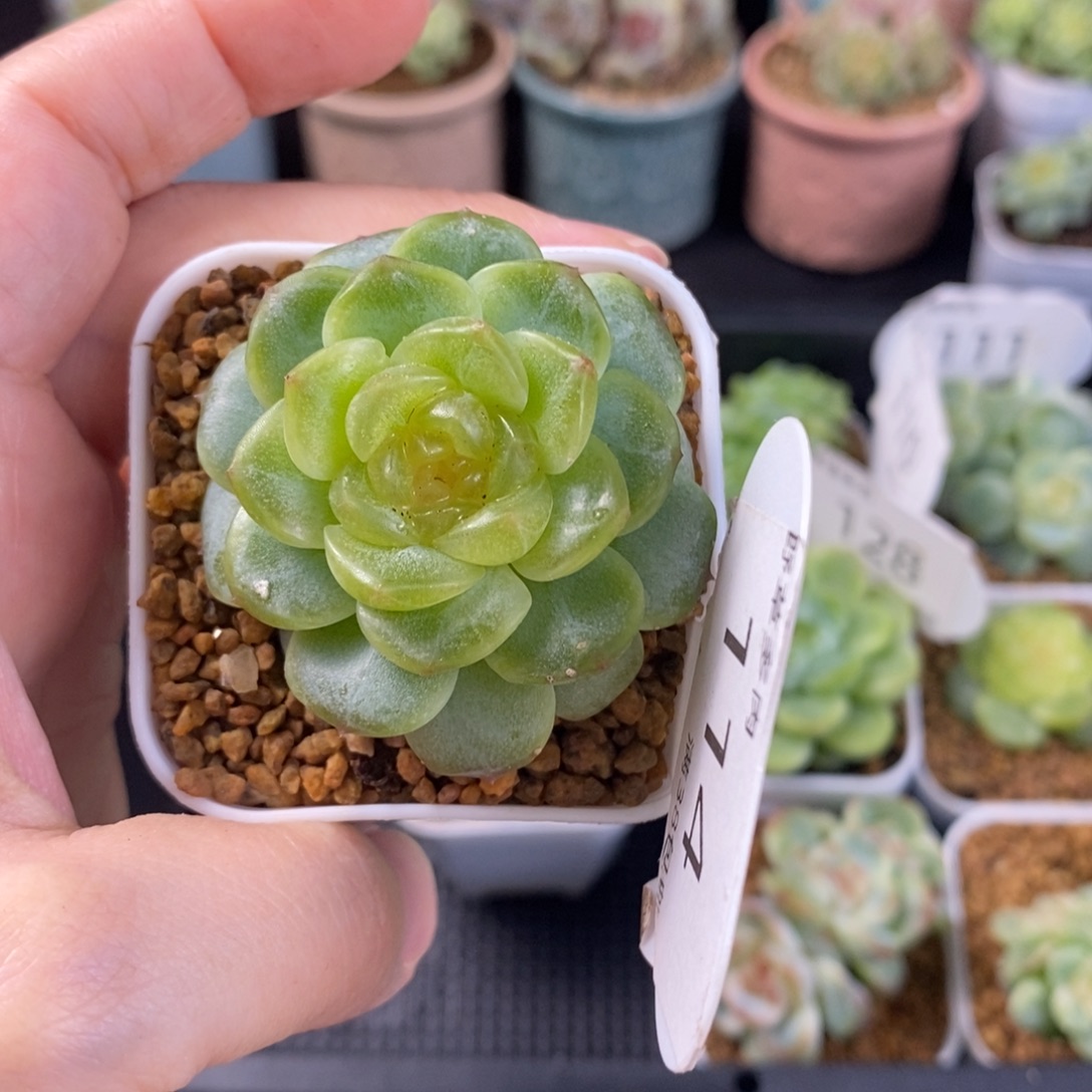 无尽灯单头一颗114号