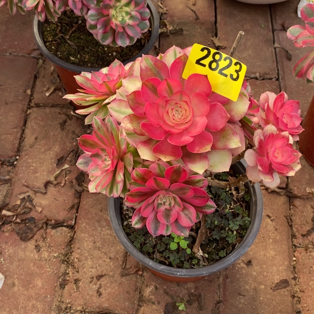 小青城多肉法师2823