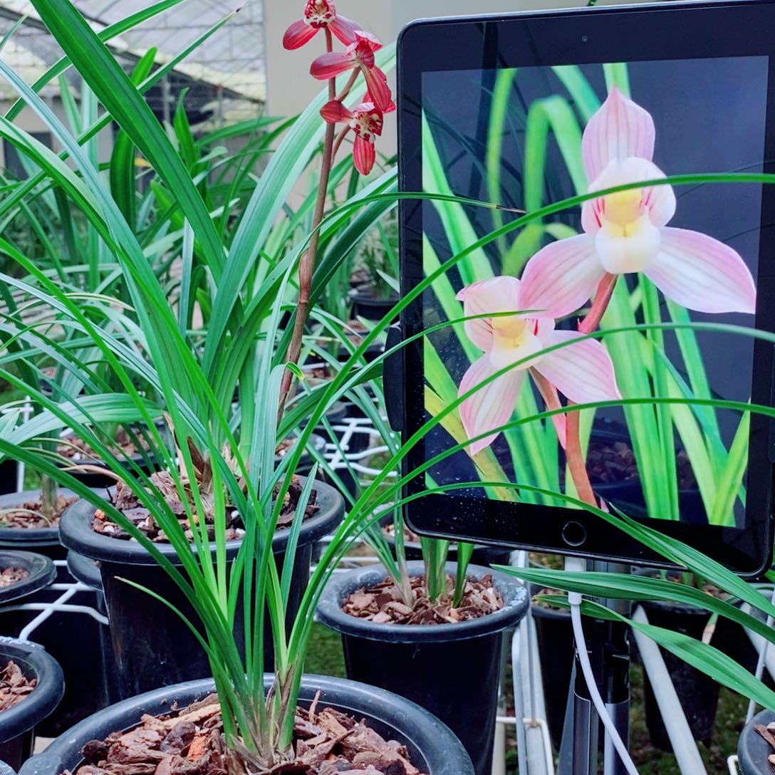 大部分花苞少量开放