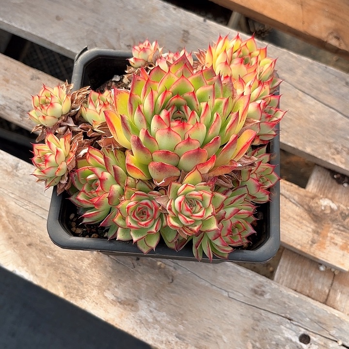 多肉植物，萤火虫