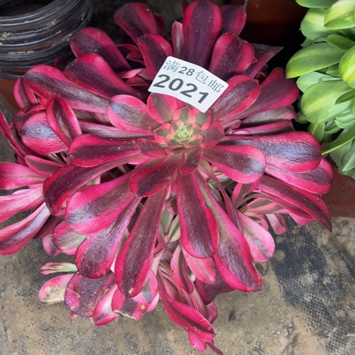 2021南美杜莎多肉植物