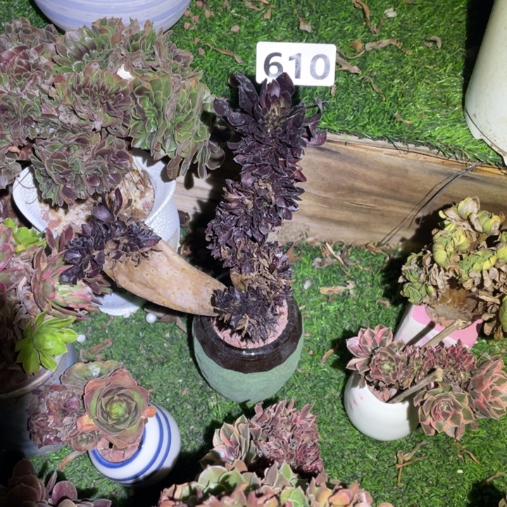 手***糖610号小黑缀法师多肉