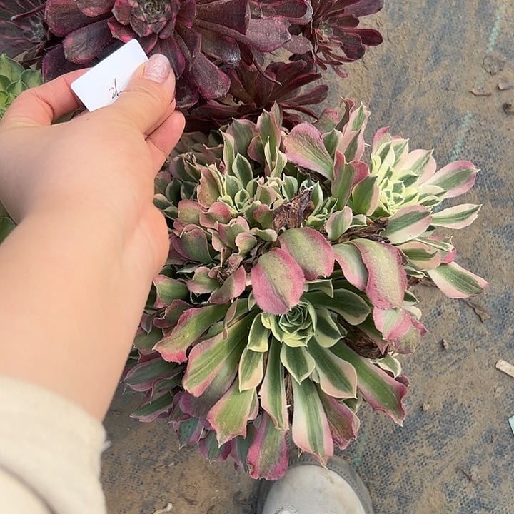 豆*多肉法师植物链接26