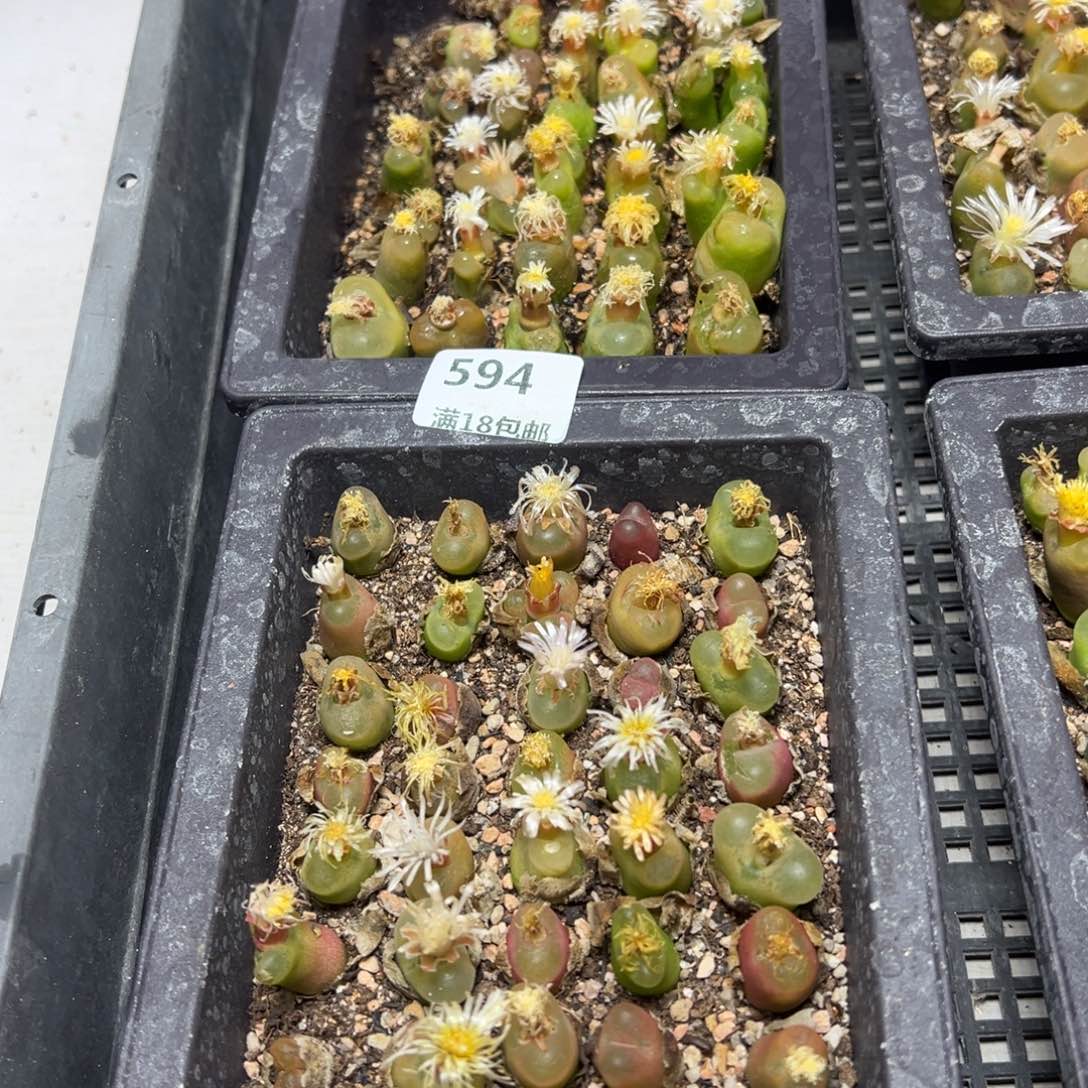 【闪购商品】 594。    