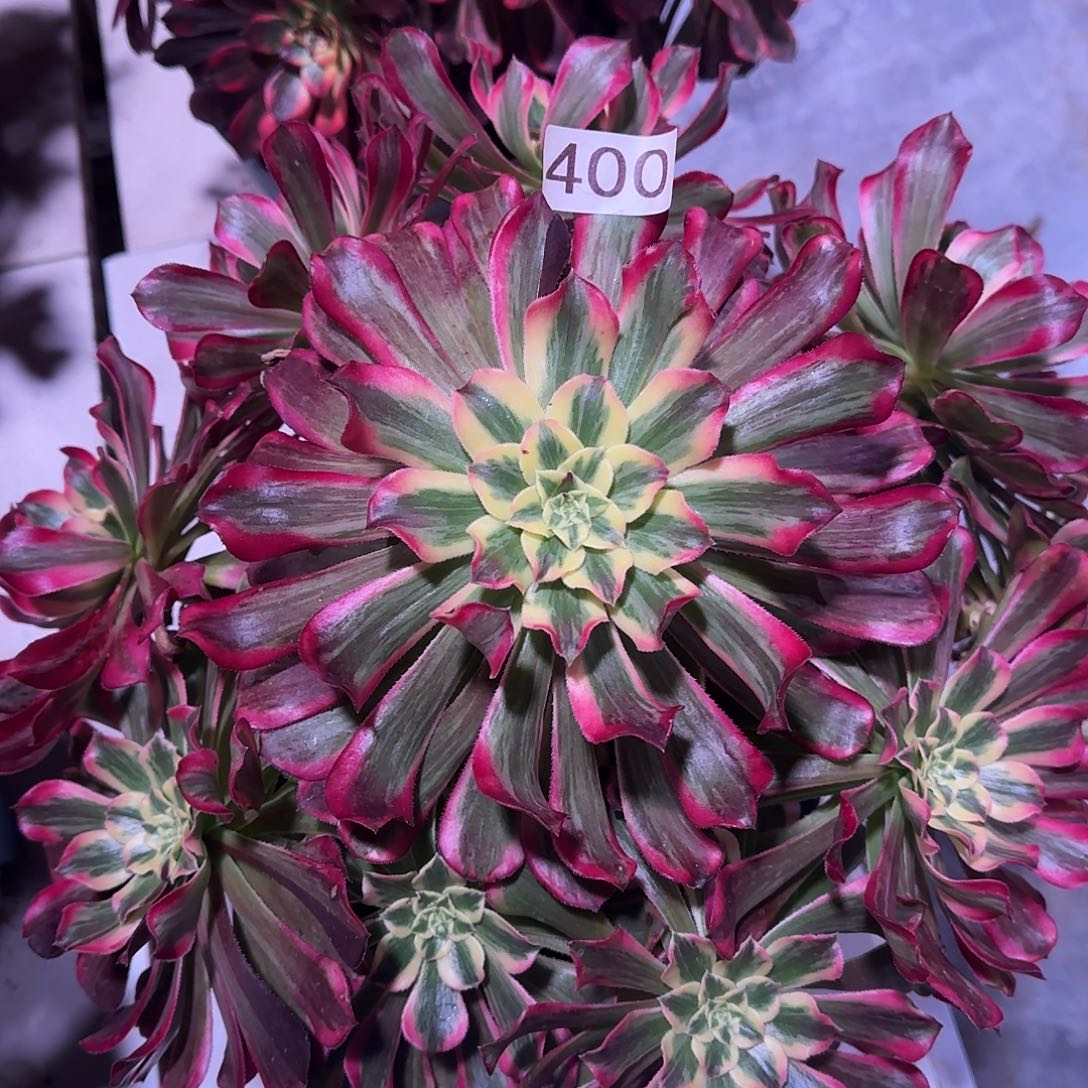 多肉植物法师波斯400