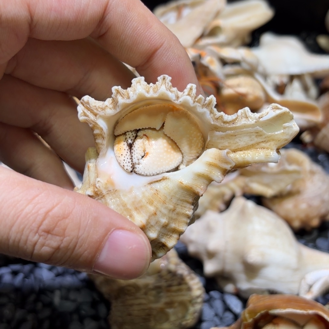 11 白草寄居蟹 2.6口