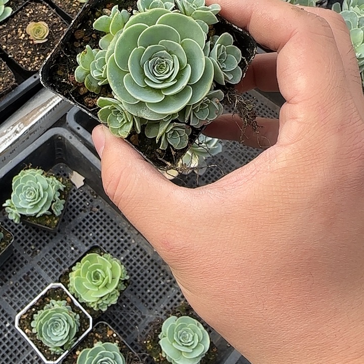 随***作山地玫瑰一物一拍，不包断侧芽