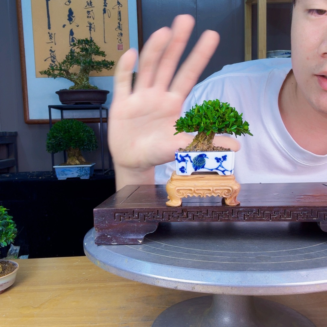 瘦***子无花朵凤尾 黄杨盆景 黄杨盆景