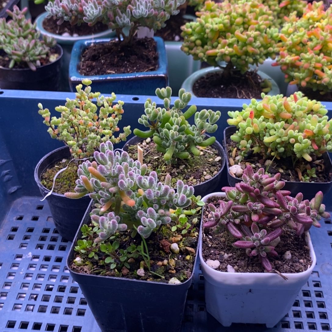 ?***幕202五颗福利。      