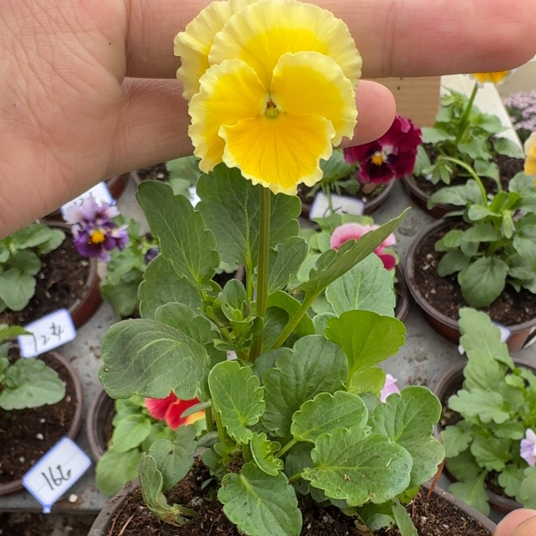 完全开放皱边角堇137