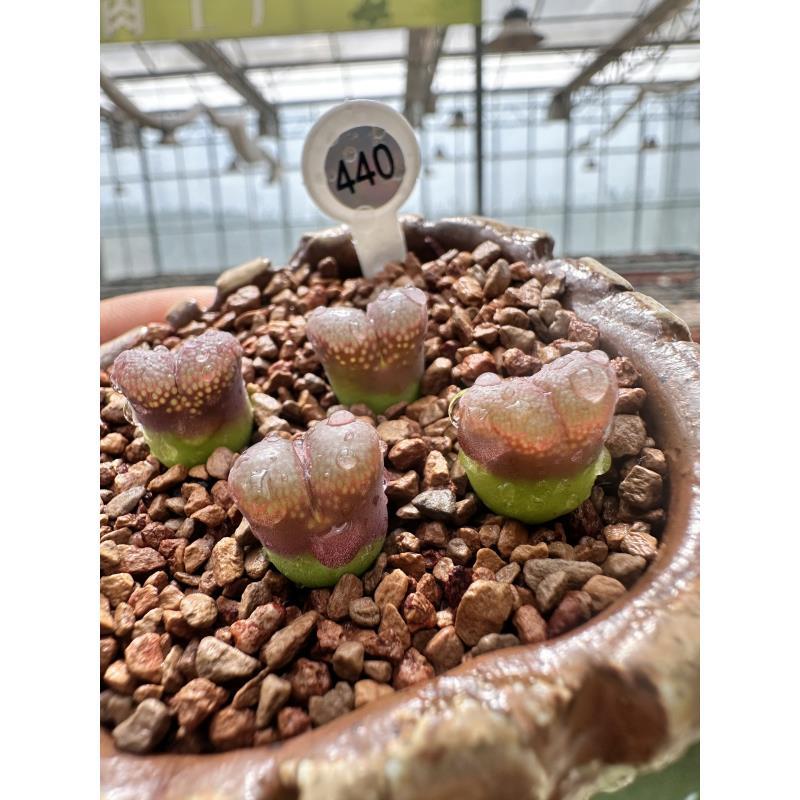 440多肉植物肉锥一颗