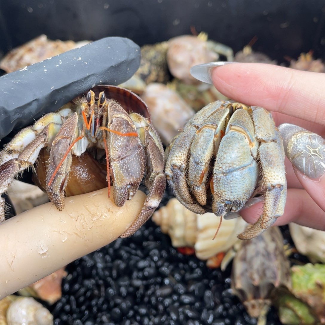 虎纹两只3.1口3.05口