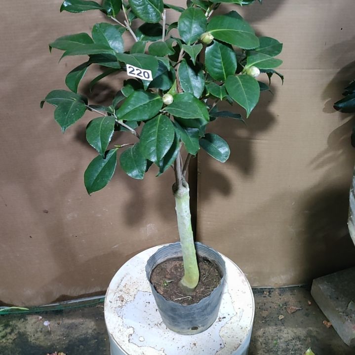 220斑瑟威力，原盆原土发货，不包邮