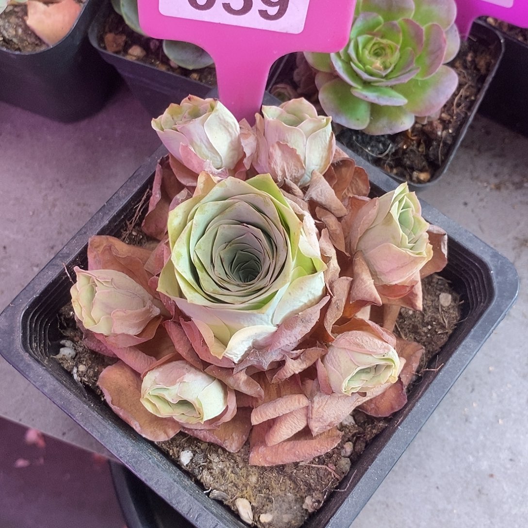 【***】yjj059一物一拍玫瑰