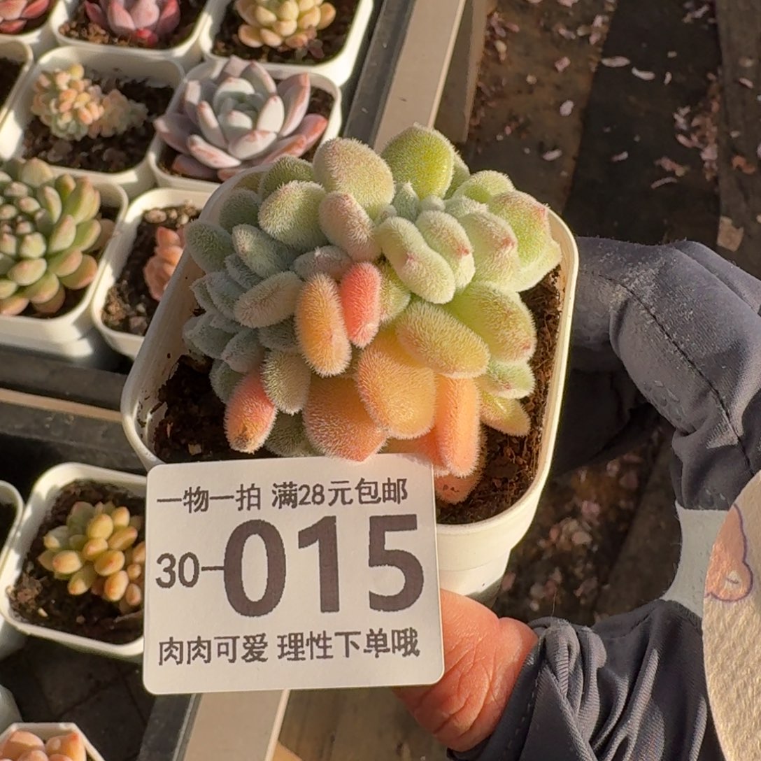 雪晃星缀化无盆土发货