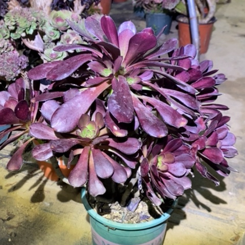 圆叶多肉植物001