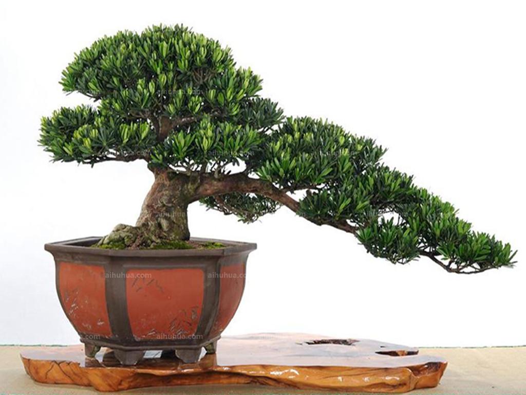 罗汉松黑松老鸦柿专拍