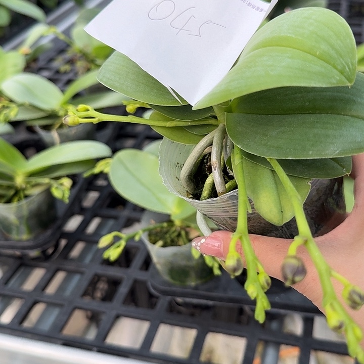 平***级大部分开放少量花苞045