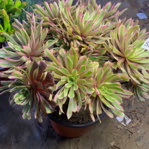 唐果粉黛多肉植物5355