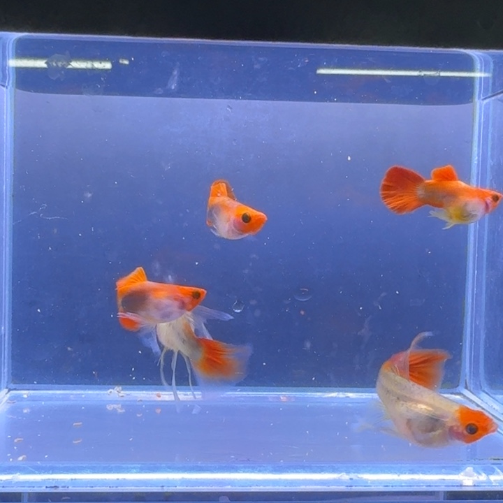 幸***运孔雀鱼深海蓝玻璃猫大C两对