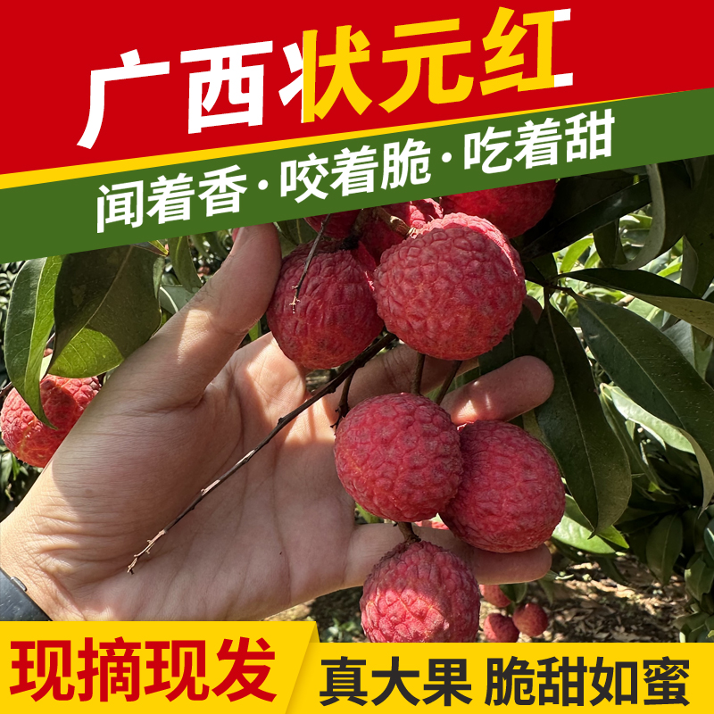 中通冷链/EMS空运 广西贵港平南官成状元红新鲜荔枝