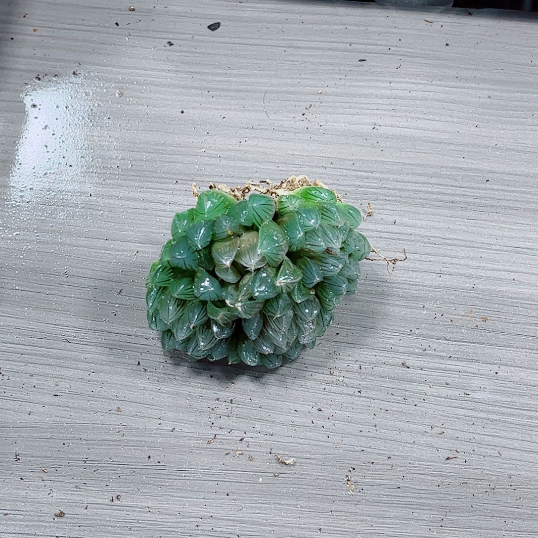 黑姬玉露一勿一拍