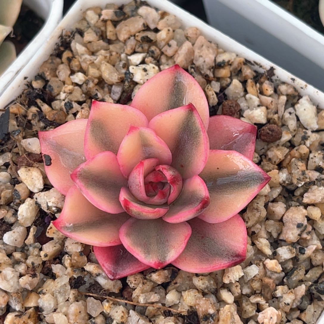 多肉特价优选赫拉锦