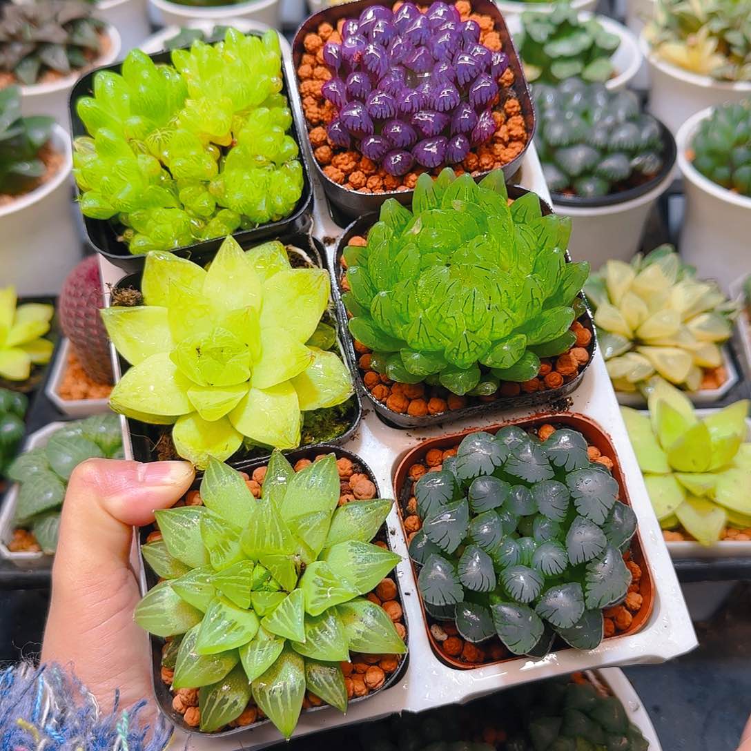 玉露群，蝉翼，黄金，紫宝石，玉露寿，冰灯