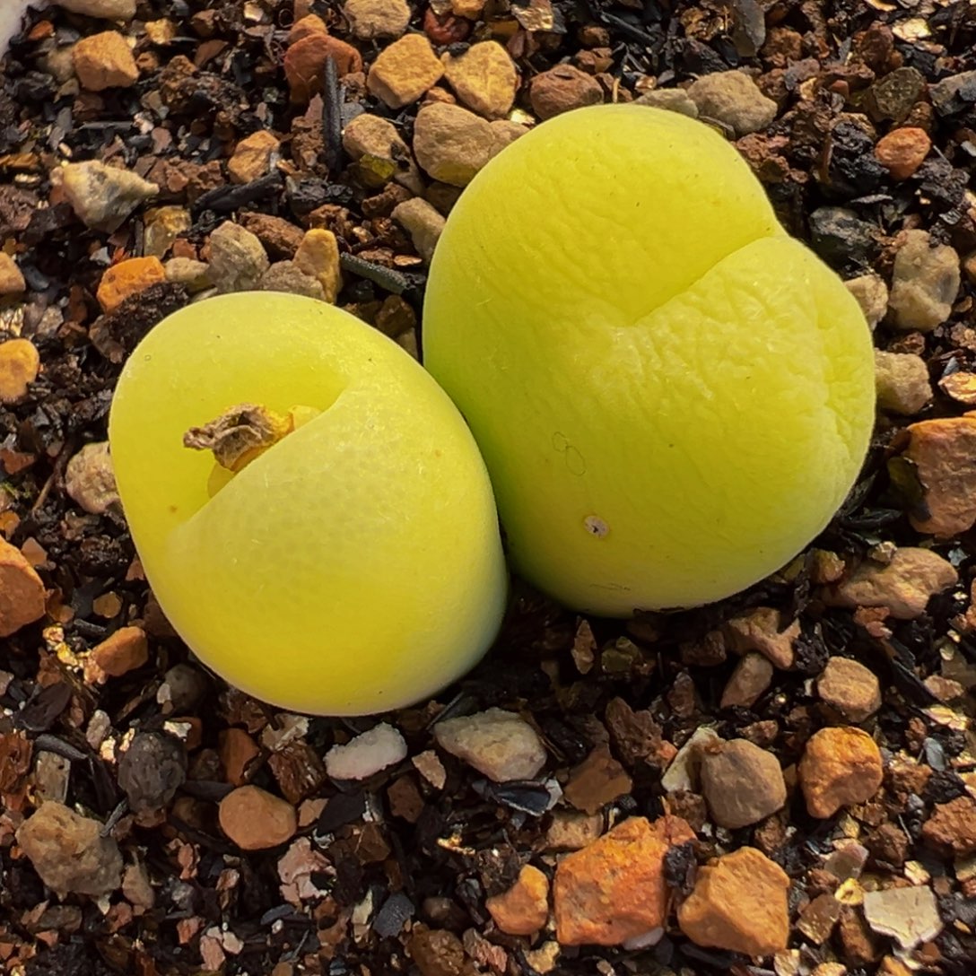 085多肉植物种类多样