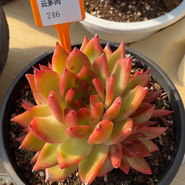 D246- 直播福利 雪皇后