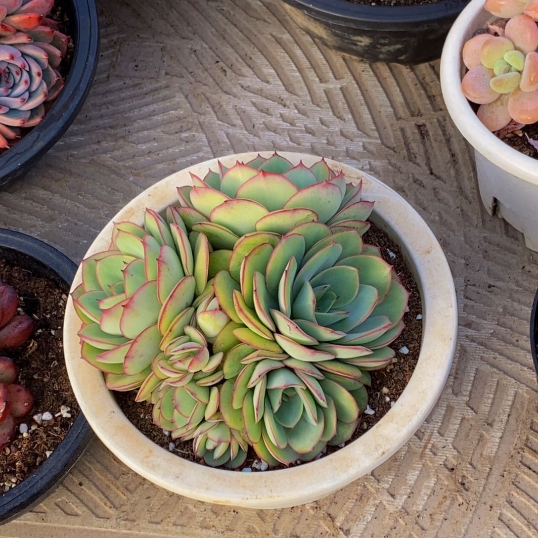 栀**开48包邮一物一拍多肉植物