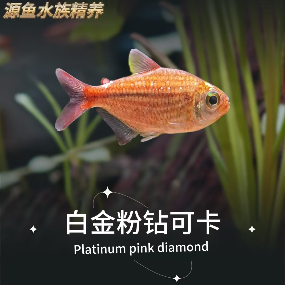 白金粉钻可卡灯鱼野采发色草缸必备观赏鱼淡水鱼群游小型鱼热带鱼