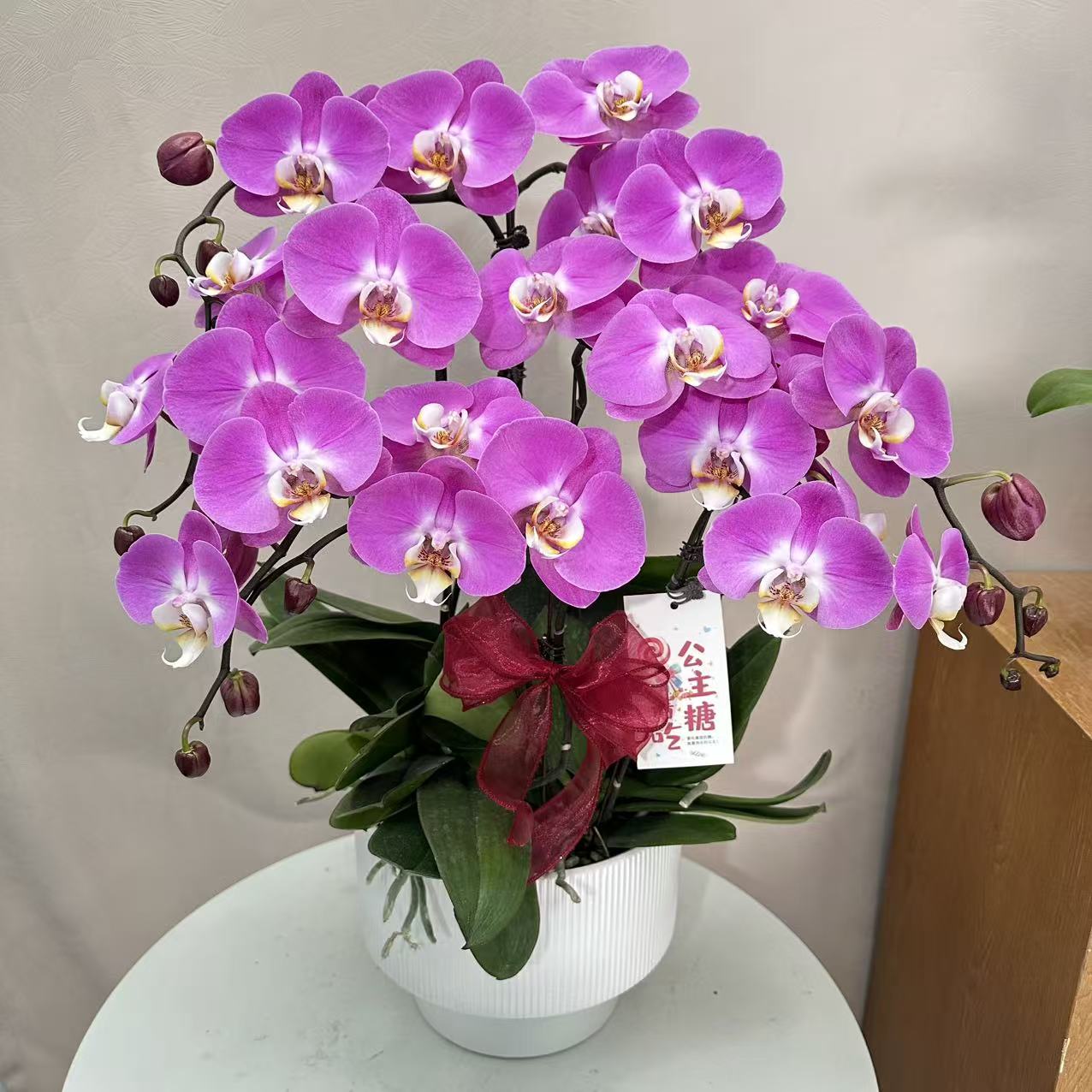 蝴蝶兰《粉宝图》粉色大花 乔迁之喜 送礼首选 好养耐开 室内花卉