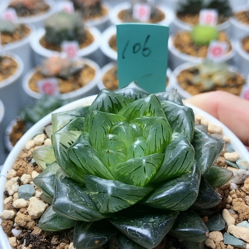【闪购商品】霞**烂106龙鳞锦