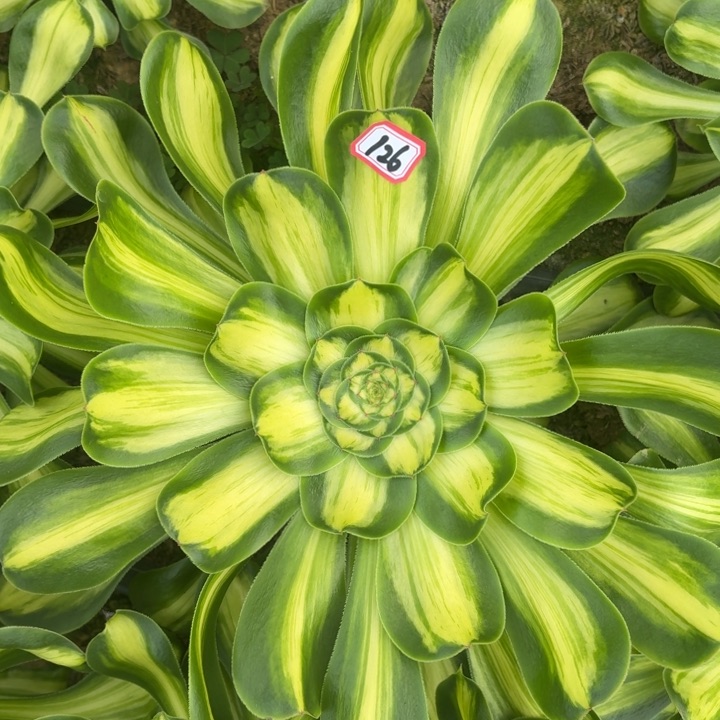 暴君法师多肉大单头126