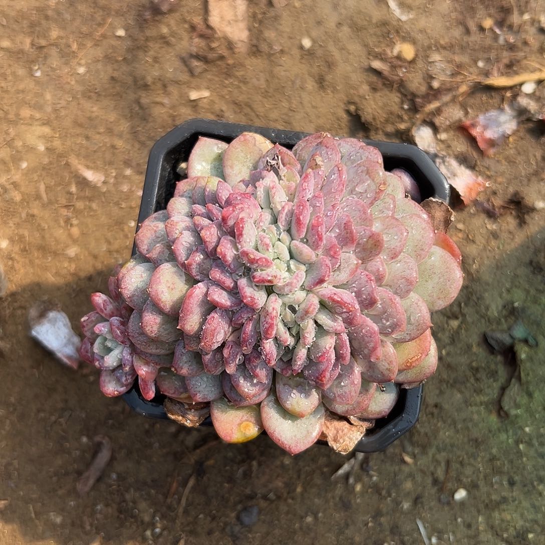 多肉植物多肉植物