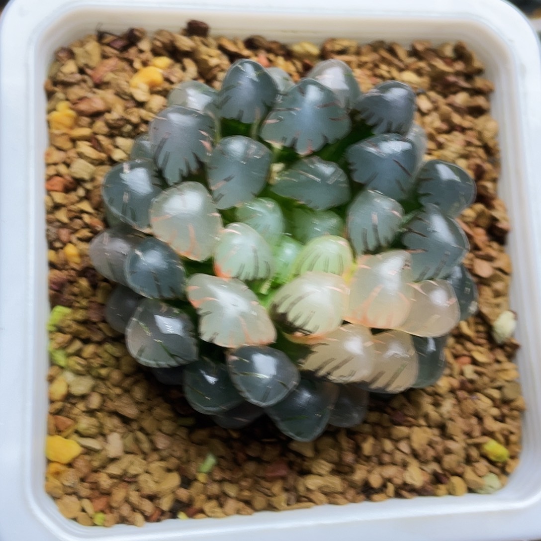 OB1冰灯玉露锦十二卷