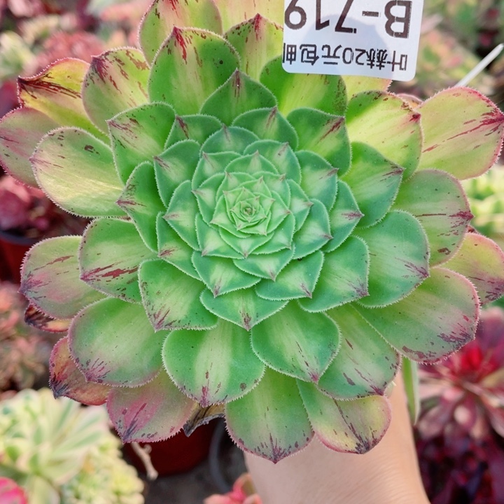 719知否嫁接多肉1245578