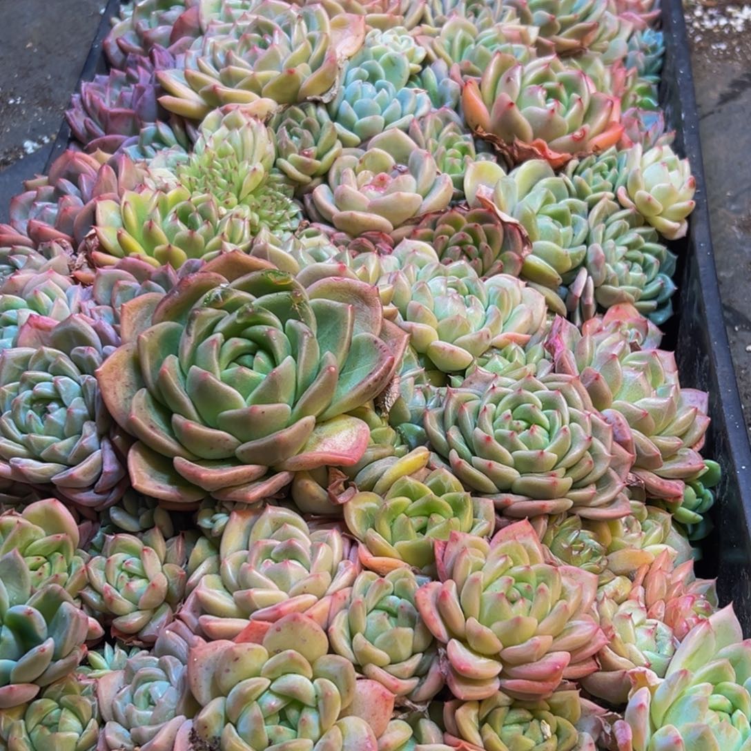 229多肉葡萄的味道是真的