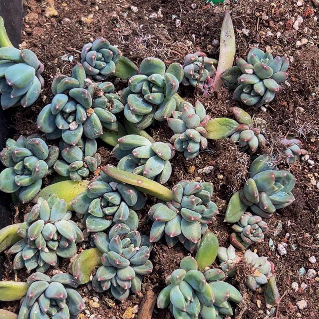 15颗美人系列多肉植物 黑盏