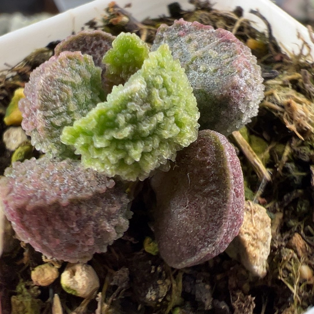 蚌叶型实生新品多肉植物