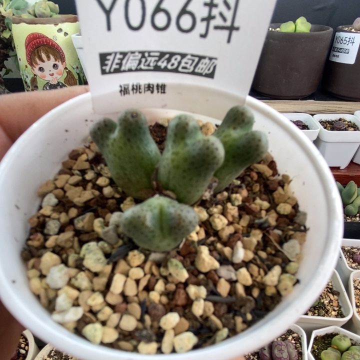 多肉一嘴一拍066号斑马4头