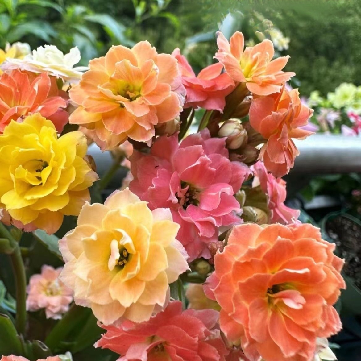 130杯(七彩毛绒)~重瓣变色系大花