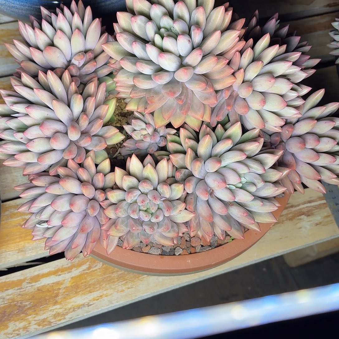 多肉植物水晶球大群