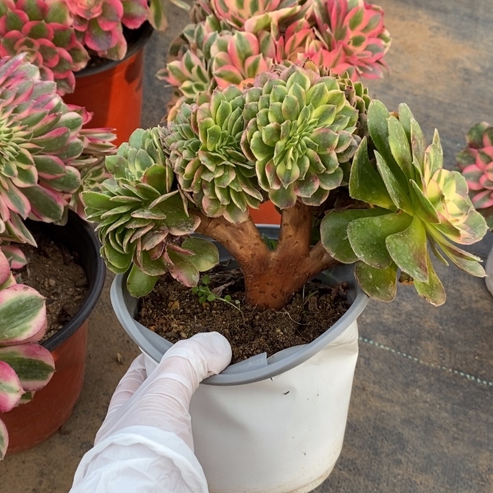 荔枝缀6多肉植物法师法师