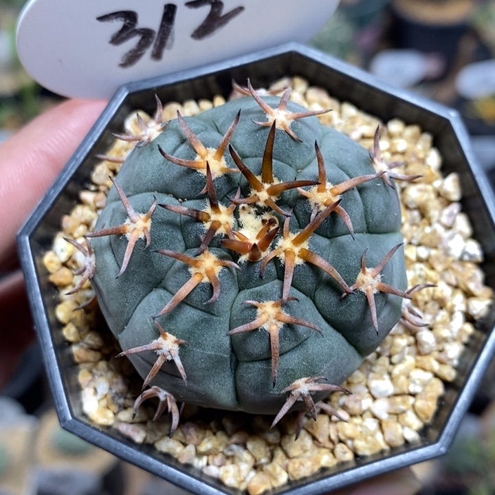 实生紫皮猫爪312号4.4cm
