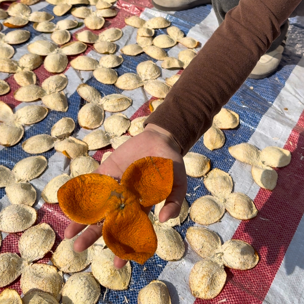 ［阿萍］2025东甲冬至皮